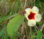 : - Mandevilla hirsuta