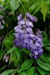 : - Wisteria brachybotrys