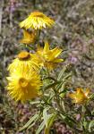 Garten-Strohblume - Xerochrysum bracteatum