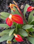 : - Masdevallia ignea