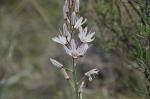 Kirschen-Affodill - Asphodelus cerasiferus