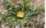 : - Carlina acanthifolia subsp. cynara