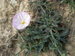 : - Convolvulus lineatus
