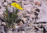 Felsenheideröschen - Fumana ericoides