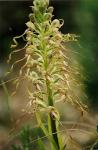 Bocks-Riemenzunge - Himantoglossum hircinum