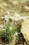 Leontopodium nivale - Leontopodium alpinum