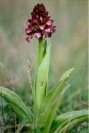 Purpur-Knabenkraut-Orchis purpurea