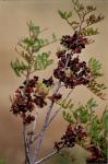 Mastixbaum - Pistacia lentiscus