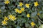 Scharbockskraut - Ranunculus ficaria