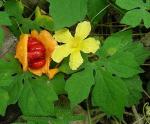 Balsambirne - Momordica charantia