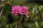 Rostblättrige Alpenrose - Rhododendron ferrugineum