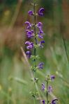 Wiesensalbei - Salvia pratensis