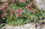 Berg-Hauswurz - Sempervivum montanum