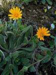 Acker-Ringelblume - Calendula arvensis