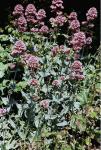 Rote Spornblume - Centranthus ruber