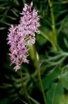 Fuchs Knabenkraut - Dactylorhiza fuchsii