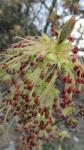 Eschen-Ahorn - Acer negundo