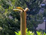 : - Echinopsis spachiana