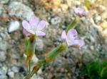 : - Dianthus pungens subsp. hispanicus