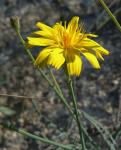 : - Launaea fragilis