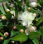 Gemeine Myrte - Myrtus communis