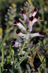 Ranken-Erdrauch - Fumaria capreolata