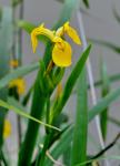 Sumpf-Schwertlilie - Iris pseudacorus