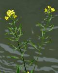 : - Sinapis alba subsp. mairei