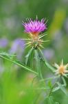 Stern-Flockenblume - Centaurea calcitrapa