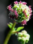 Kleiner Wiesenknopf - Sanguisorba minor