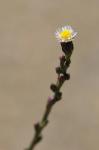 Schuppige Aster - Symphyotrichum squamatum