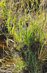 : - Bupleurum fruticescens