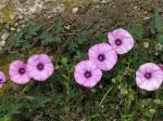 Eibischblättrige Winde - Convolvulus althaeoides