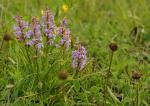 Mücken-Händelwurz - Gymnadenia conopsea