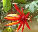 Rote Granadilla - Passiflora coccinea