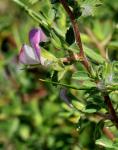 Dornige Hauhechel - Ononis spinosa