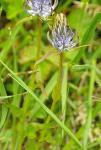 Ährige Teufelskralle - Phyteuma spicatum