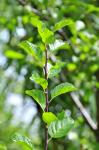 Zwetschge - Prunus domestica subsp. domestica