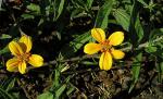 : - Perymenium discolor