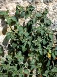 Gelbfrüchtiger Nachtschatten - Solanum villosum