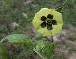 Kapstachelbeere - Physalis peruviana