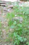 Große Sterndolde - Astrantia major