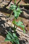 Rotfrüchtige Zaunrübe - Bryonia cretica subsp. dioica
