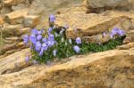 Zwerg-Glockenblumen - Campanula cochleariifolia