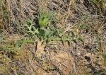 : - Carduncellus monspeliensis