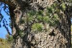 Atlas-Zeder - Cedrus atlantica