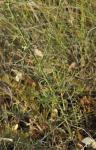 Bläuliche Flockenblume - Centaurea ornata