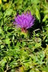 Stängellose Kratzdistel - Cirsium acaule
