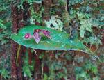 : - Pleurothallis cardiothallis