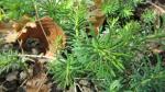 Vielfarbige Wolfsmilch - Euphorbia epithymoides